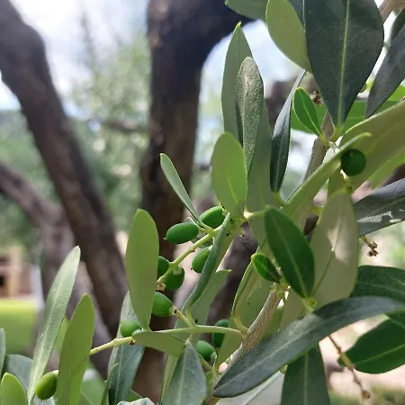 ゲストハウス La Corte アッフィ