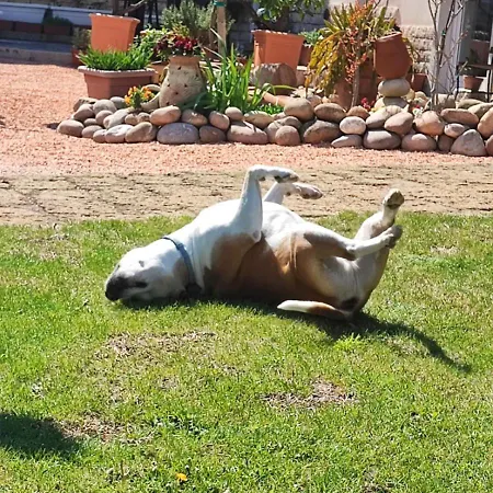 招待所 La Corte 阿菲